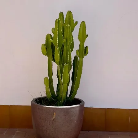 公寓 Island Village *