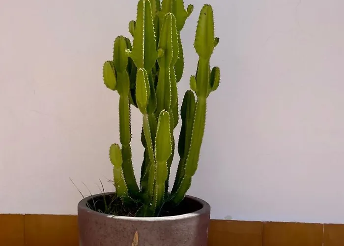 Апартаменти Island Village *